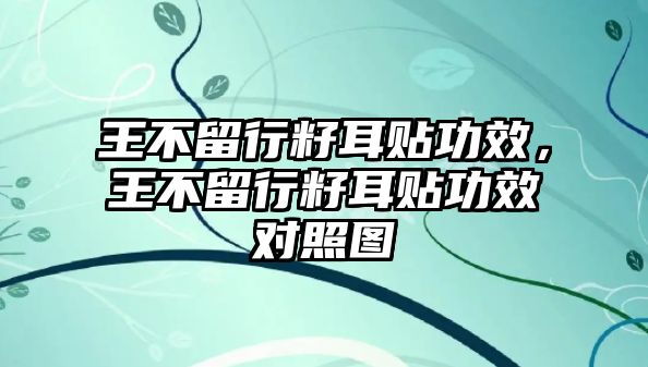 王不留行籽耳貼功效，王不留行籽耳貼功效對照圖