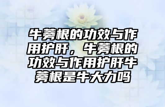 牛蒡根的功效與作用護肝，牛蒡根的功效與作用護肝牛蒡根是牛大力嗎