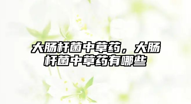 大腸桿菌中草藥，大腸桿菌中草藥有哪些