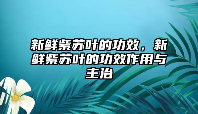 新鮮紫蘇葉的功效，新鮮紫蘇葉的功效作用與主治