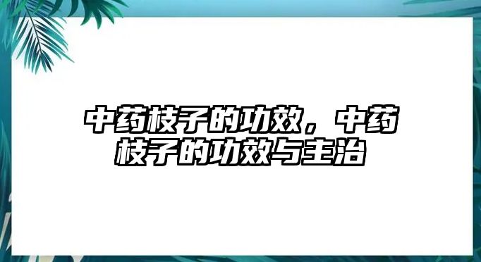 中藥枝子的功效，中藥枝子的功效與主治